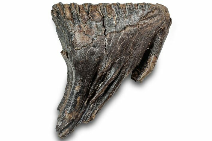 Juvenile Mammoth Molar - Siberia #316628